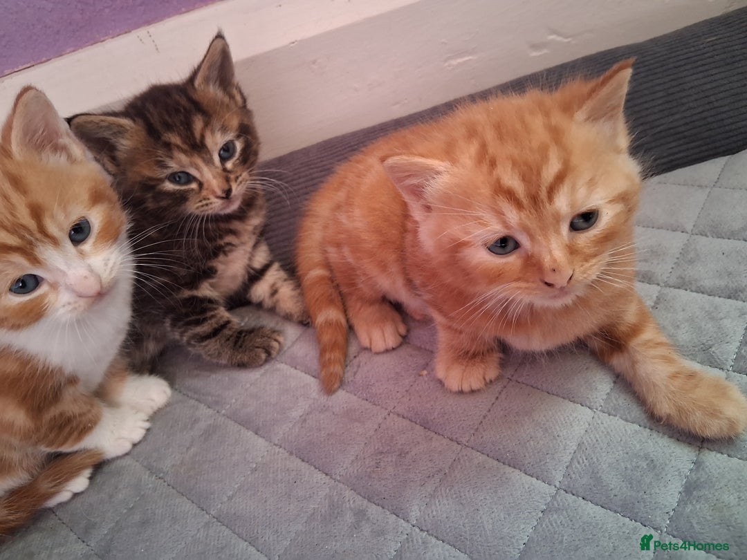 British Shorthair cats for sale: Beautiful kittens  - Image 6