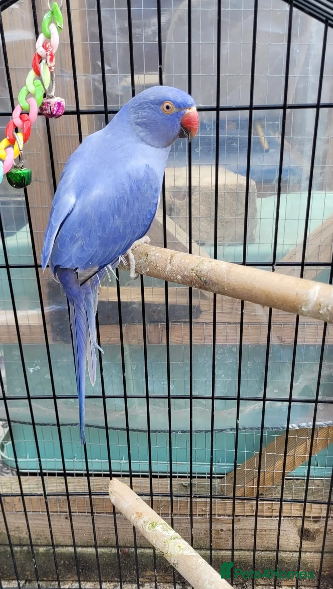 Budgerigars birds for sale: Violet and turquoise beautiful birds  - Advert 2