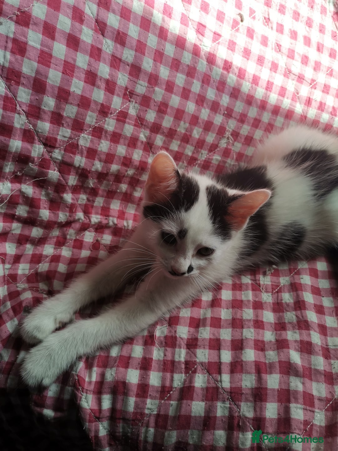 Mixed Breed cats for sale: 9 weeks old kittens for sale  - Image 12