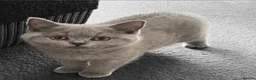 British Shorthair cats for sale: 3 beautiful brothers ready for there loving home  - Advert 3