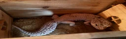Leopard Gecko reptiles for sale: Leopard gecko and full set up including vivarium. - Advert 5