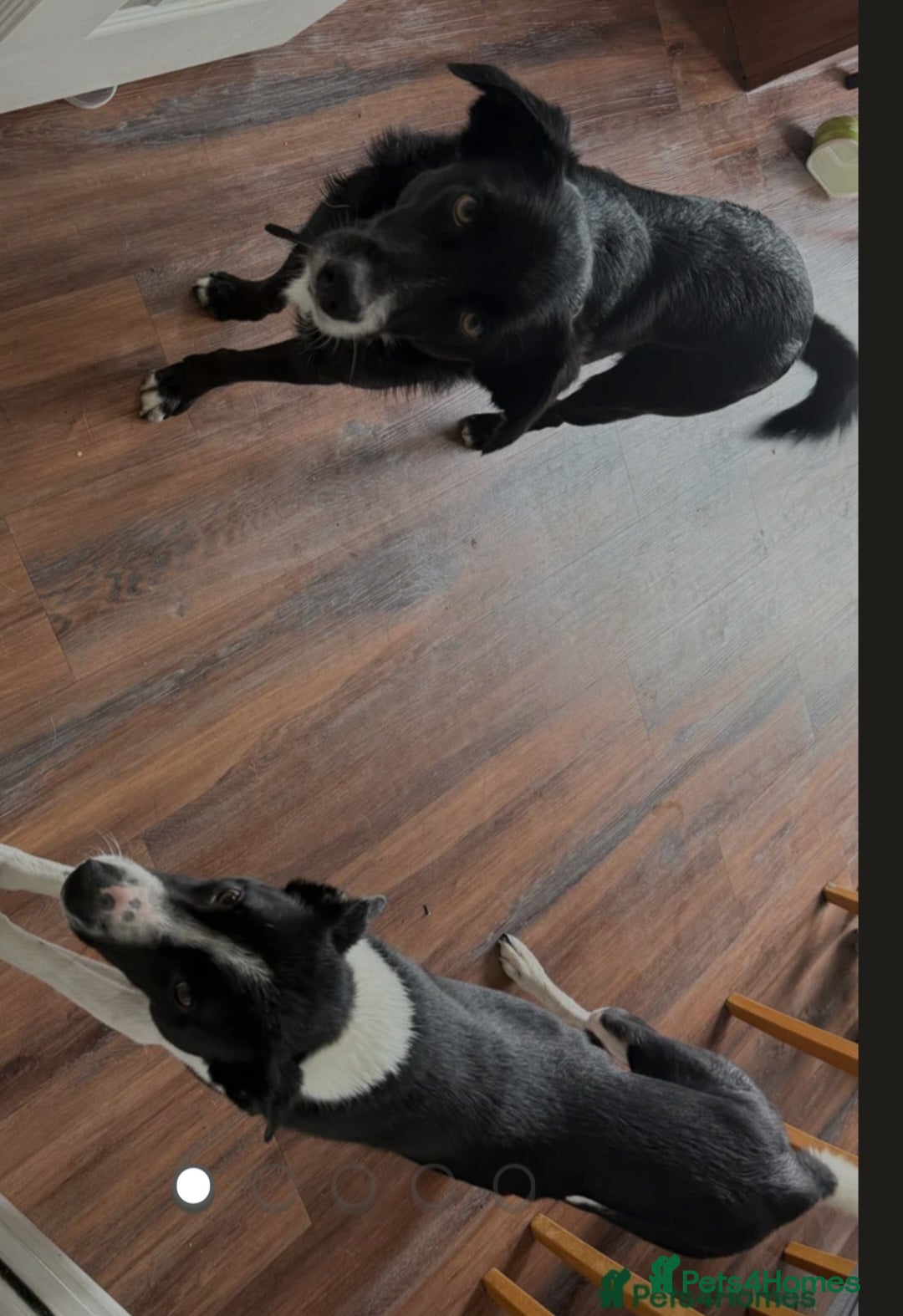 Border Collie dogs for sale: Teddy and max - Image 3
