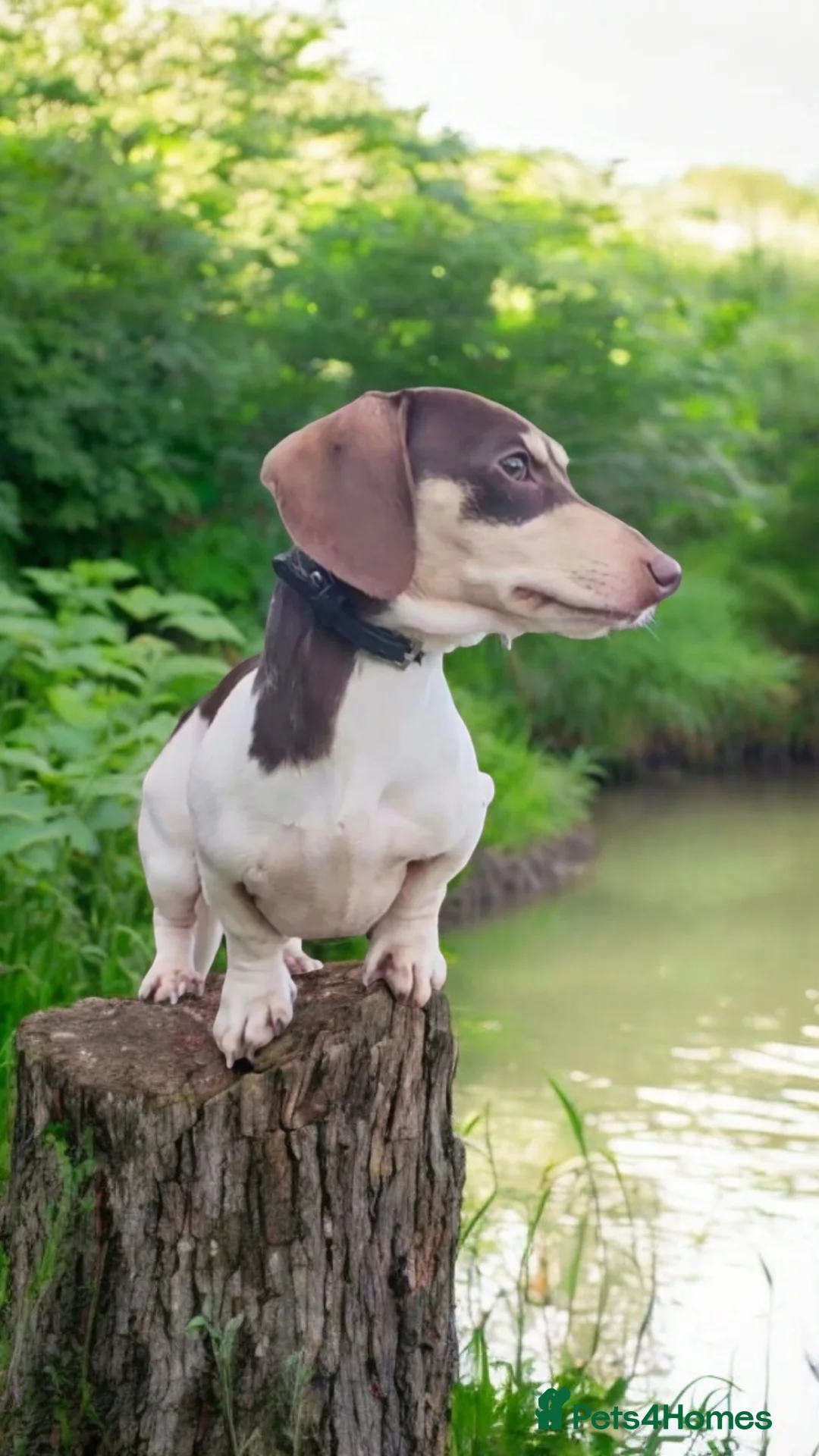 Miniature Dachshund dogs for stud: Piebald miniature Dachshund kc registered  in Blackburn - Advert 10