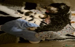 Mixed Breed dogs for sale: 2 adorable Havanse x japanese chin puppies  - Image 1