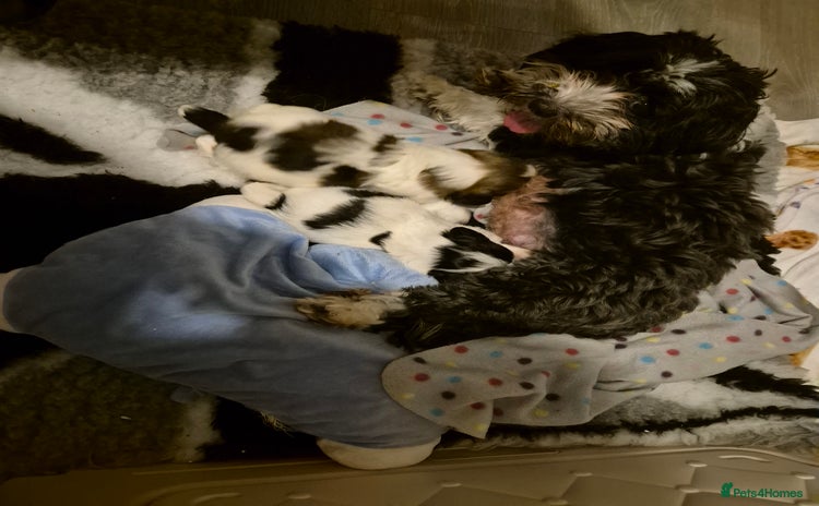 Mixed Breed dogs - Advert 1
