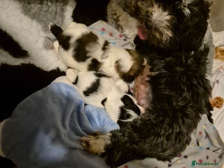 Mixed Breed dogs - Advert 5