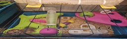 Hamster rodents for sale: Syrian hamster  in Smethwick - Advert 5