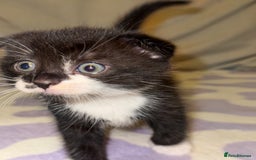 Scottish Fold cats for sale: Scottish fold mix with tabby .  - Image 5