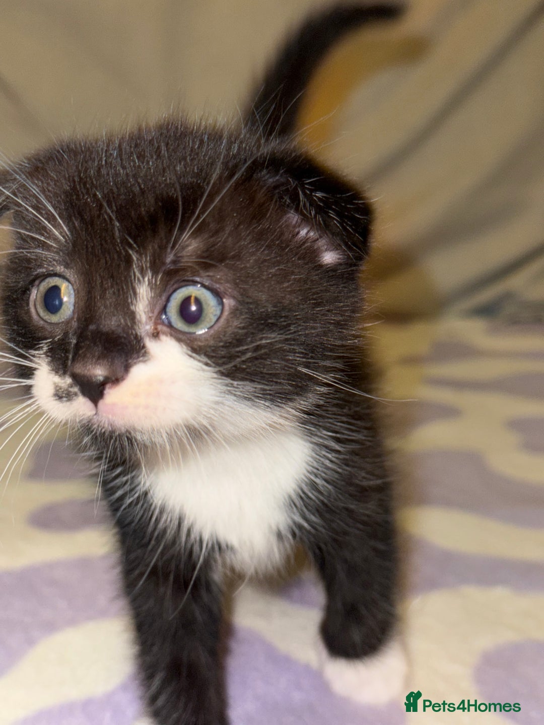 Scottish Fold cats for sale: Scottish fold mix with tabby .  - Image 5