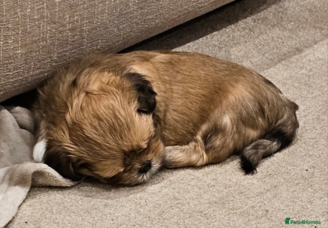 Lhasa Apso dogs for sale: Stunning pedigree Lhasa Apso Puppies - Advert 25