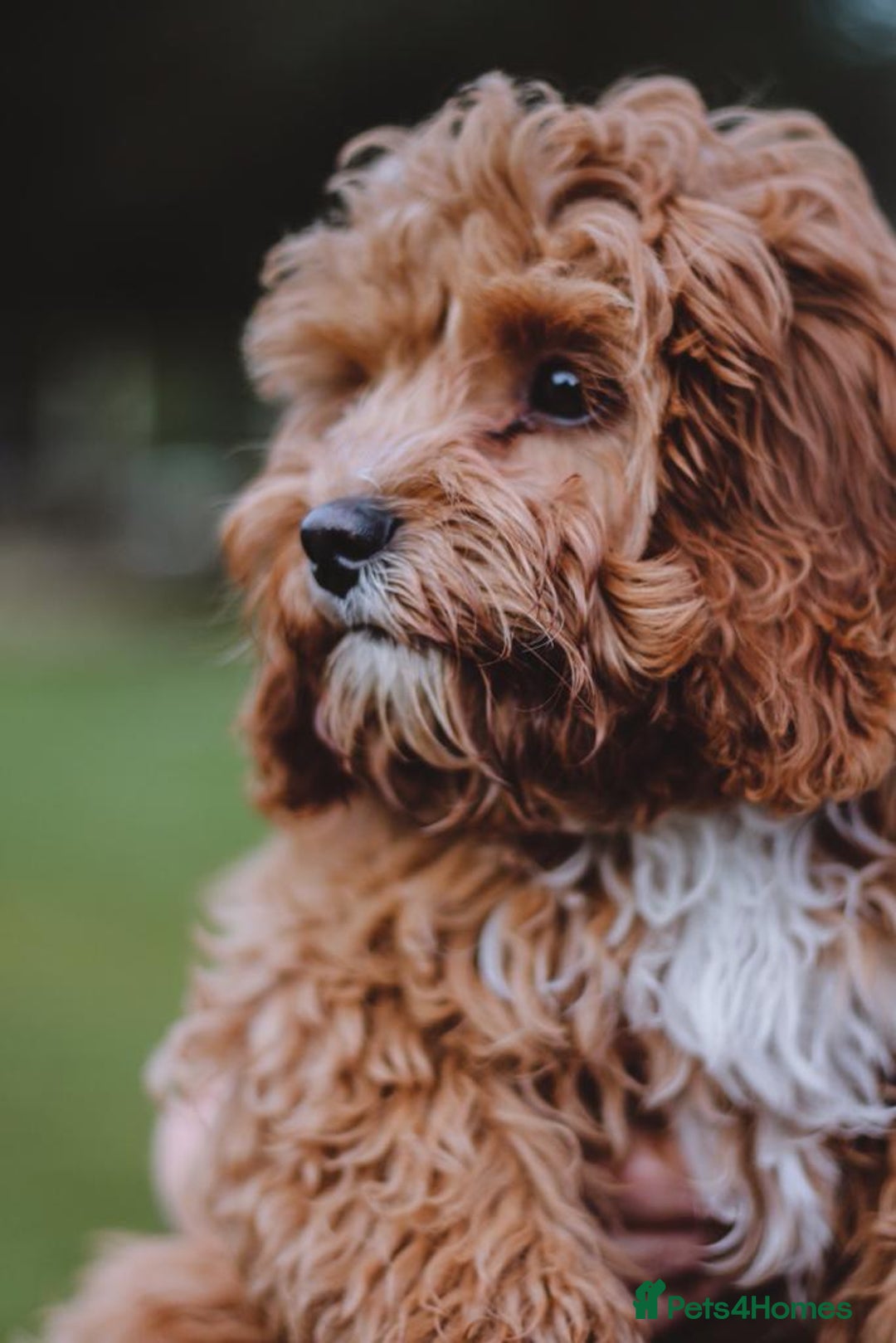 Cavapoo dogs for sale: Welcome to Cotswold Cavapoos - Advert 25