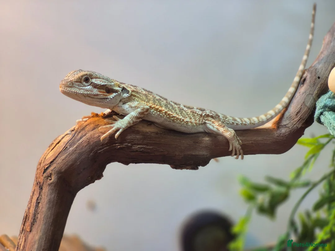 Bearded Dragon reptiles for sale: Male Baby Beardie & Vivarium  - Advert 2