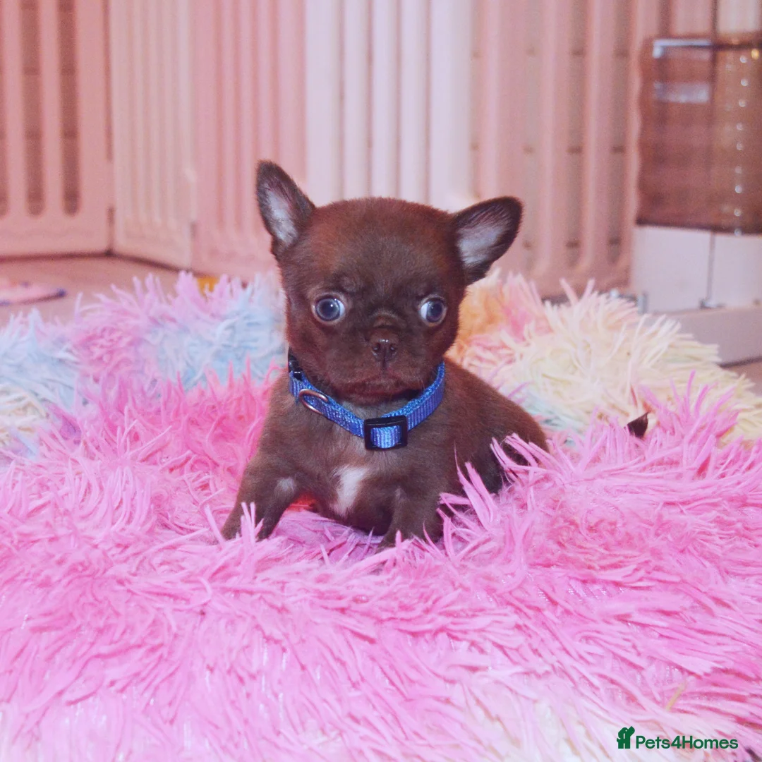 Chihuahua dogs for sale: KC REG HEALTH TESTED CHIHUAHUAS  - Advert 3