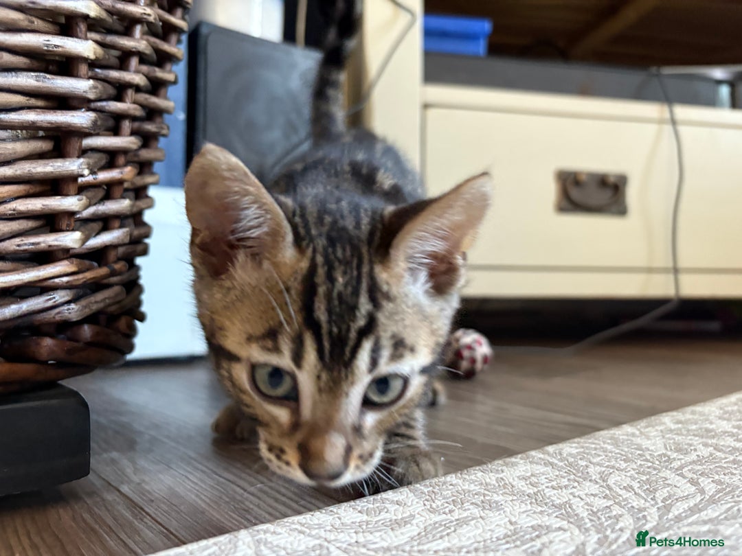 Bengal cats for sale: Pedigree TICA Bengal Brown Rosetted Male Kitten - Image 26