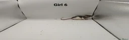 Rat rodents for sale: April Rats! (7 Boys & 5 Girls Left) - Advert 16