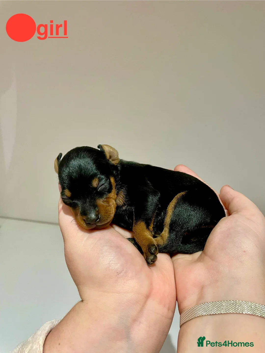 Miniature Pinscher dogs for sale: KC Miniature pincher in Doncaster - Advert 8