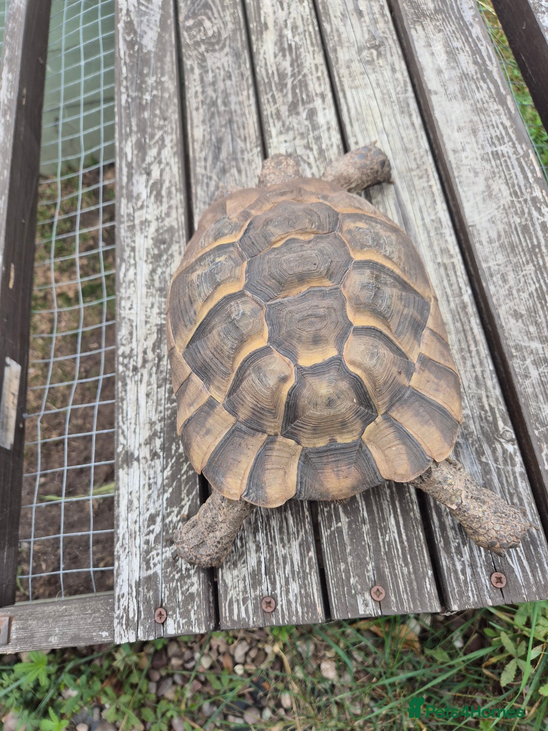 Tortoise reptiles for sale: Spur thighed tortoise female - Image 7