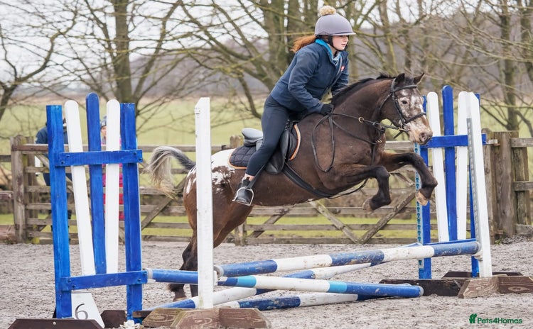 Appaloosa horses Fantastic allround pony  - Advert 11