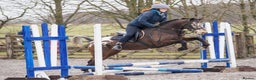 Appaloosa horses for sale: Fantastic allround pony  - Advert 1