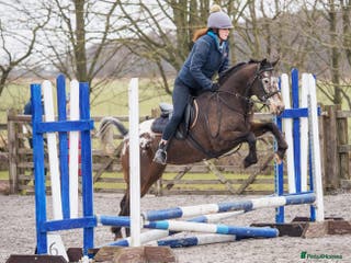 Appaloosa horses for sale: Fantastic allround pony - Advert 1