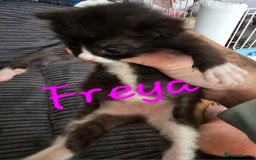 Ragcoon cats for sale: Ragcoon kittens 😸 😍  - Image 6