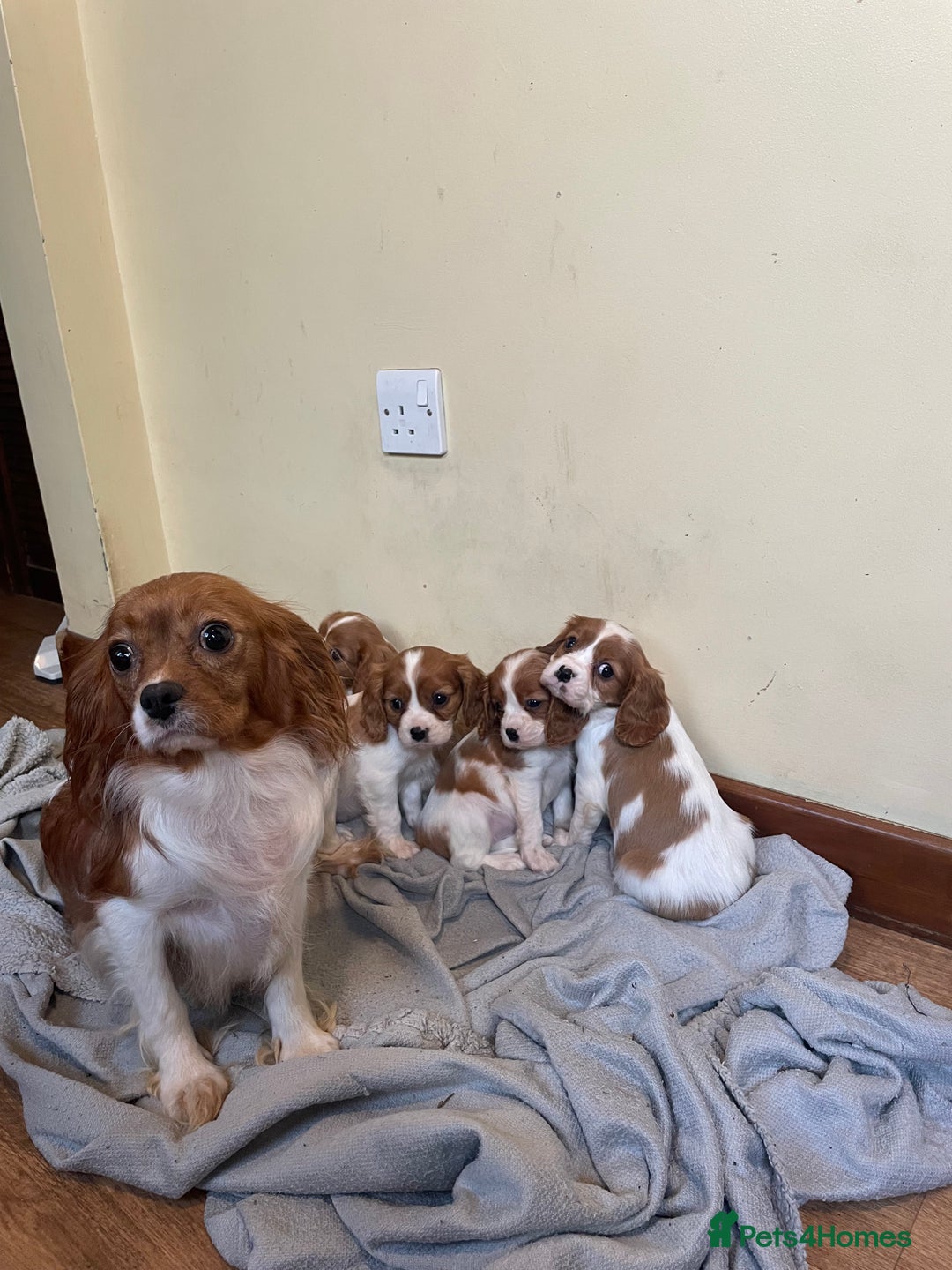 Cavalier King Charles Spaniel dogs for sale: King Charles cavalier puppies  - Image 7