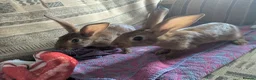 Belgian Hares rabbits for sale: Ready to leave on the 21st of July  in Aberdare - Advert 2