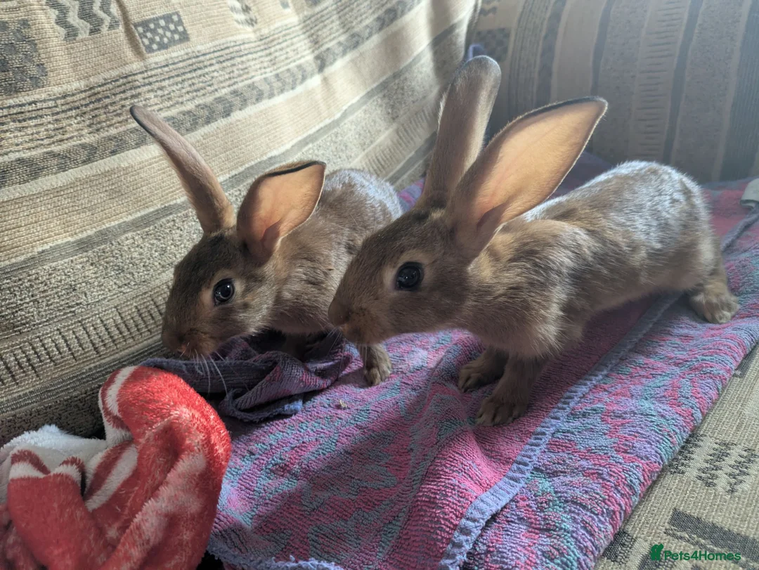 Belgian Hares rabbits for sale: Ready to leave on the 21st of July  in Aberdare - Advert 2