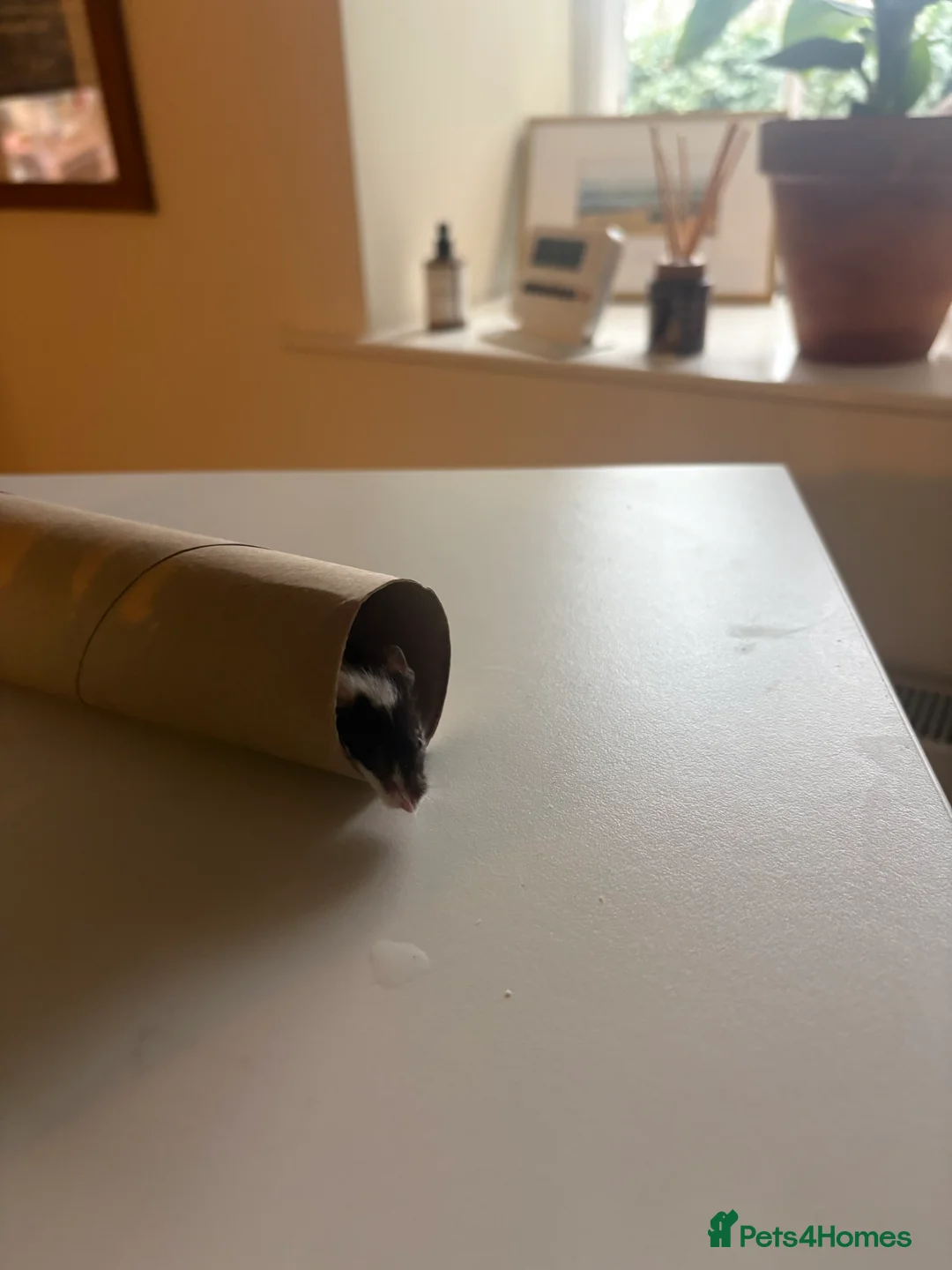 Mouse rodents for sale: 4 x Female Mice with Omlet cage and full set up  - Advert 3