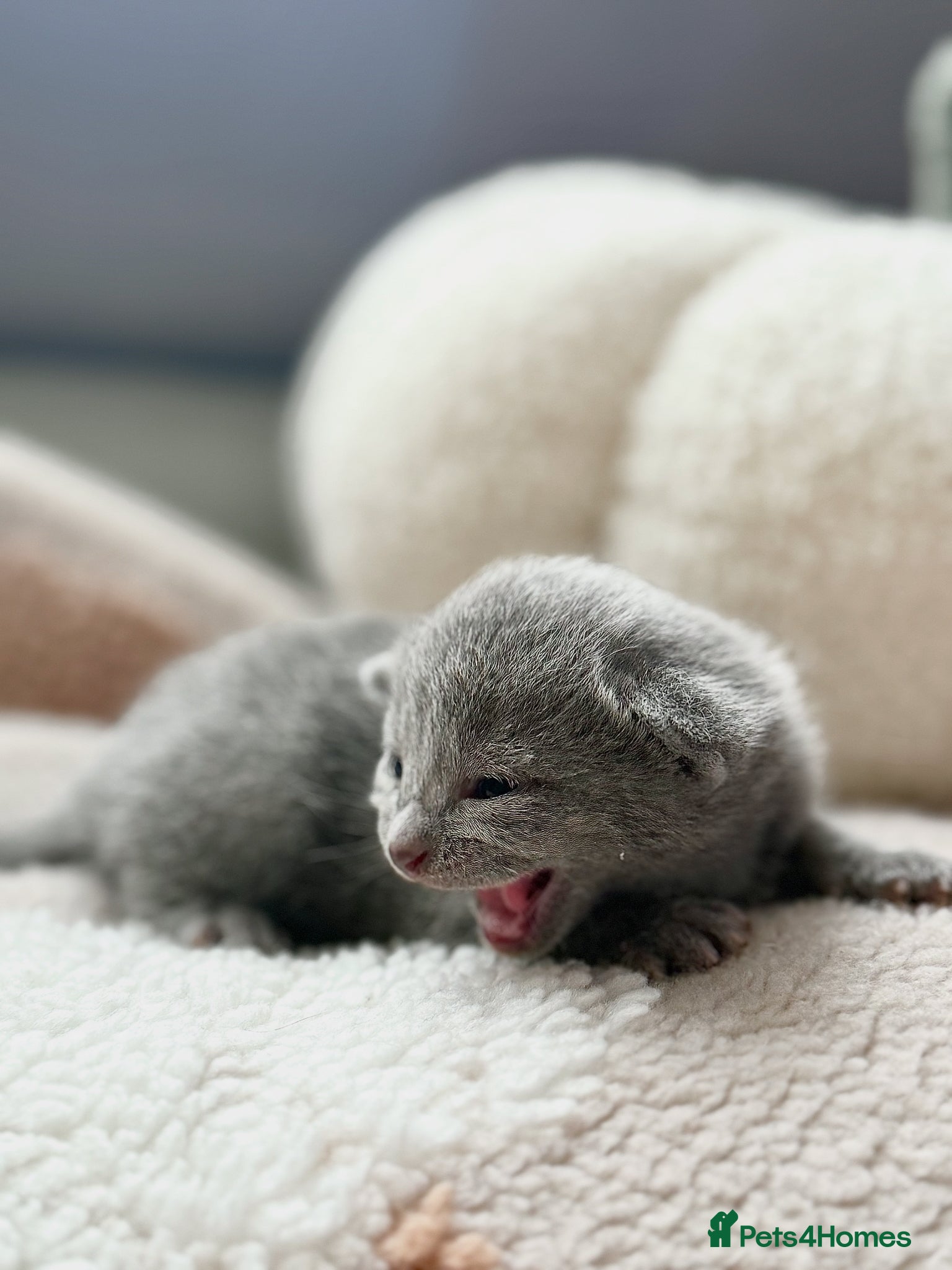 Russian Blue cats *TOP QUALITY* TICA Pedigree Russian Blue Kittens - Advert 1