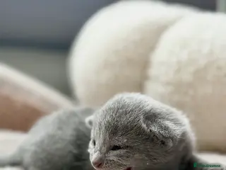 Russian Blue cats for sale: *TOP QUALITY* TICA Pedigree Russian Blue Kittens - Advert 1