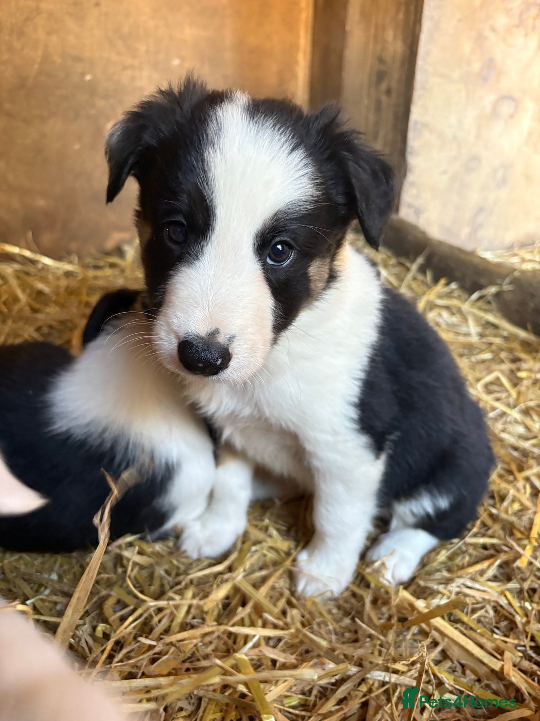Border Collie dogs for sale: Blue Merle/ black and white border collie puppies - Image 13