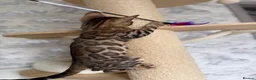 Bengal cats for sale: 🐆Exceptional Pedigree Bengal Kittens 🐆 - Advert 11