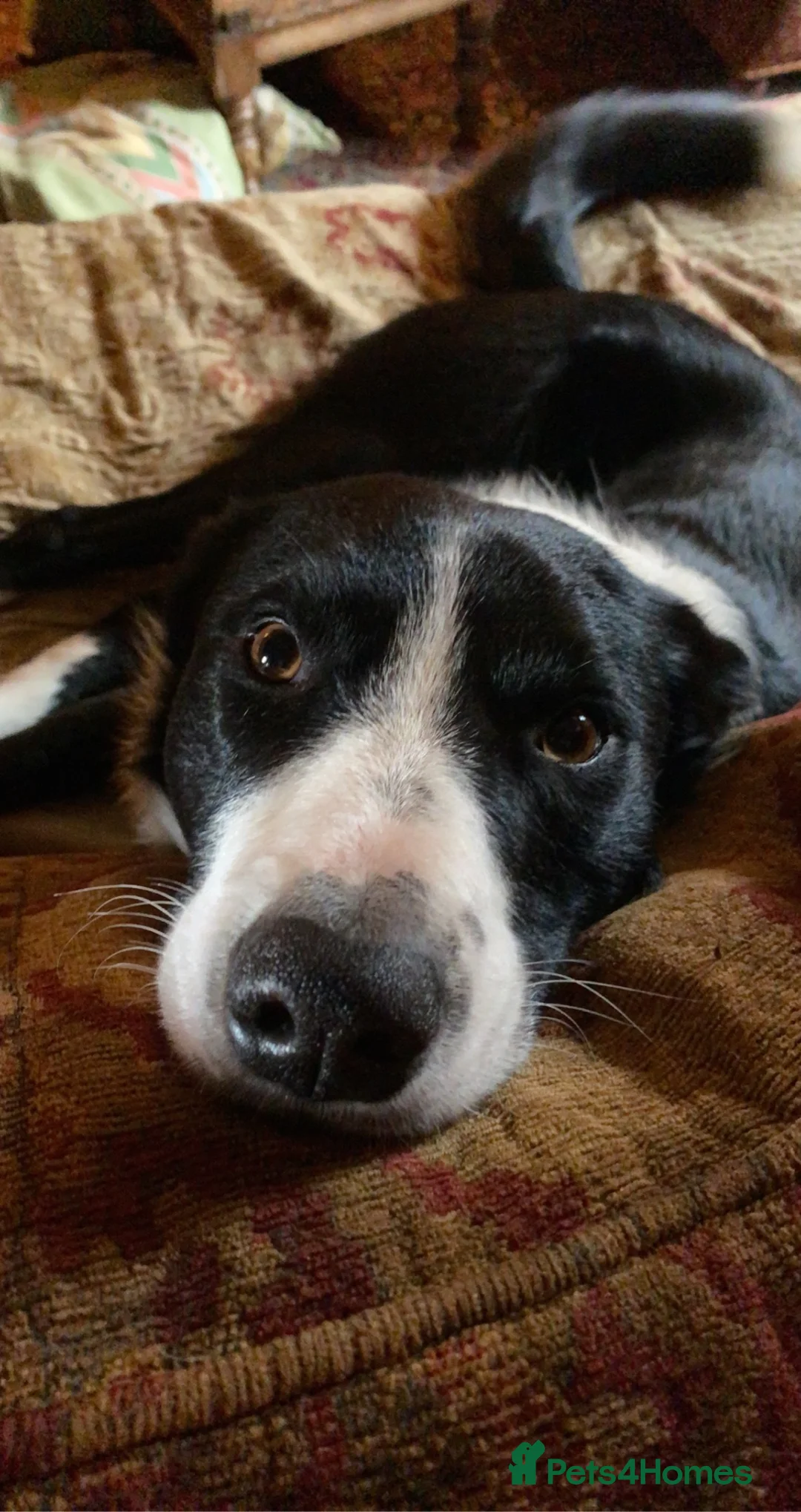 Border Collie dogs for stud: Proven Border Collie Stud | Strong Working Lines  - Advert 24