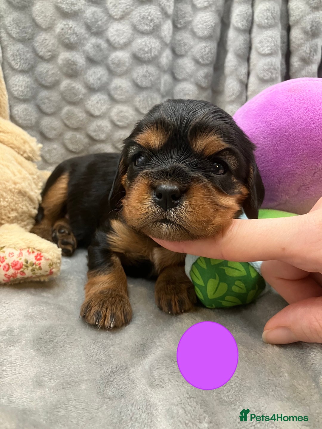 Cavalier King Charles Spaniel dogs for sale: KC Registered Puppies from Health Tested Parents  - Image 3