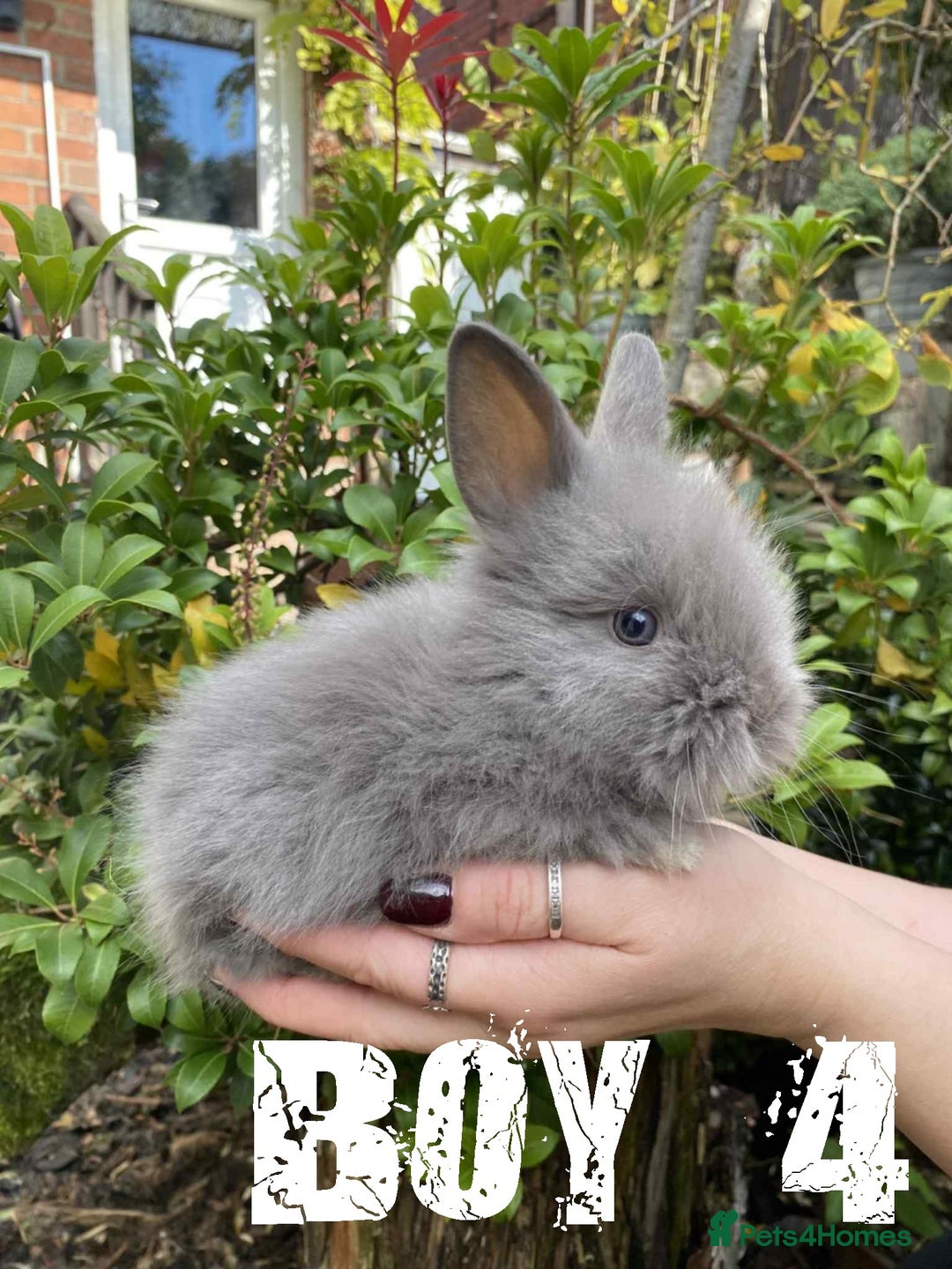 Lionhead rabbits for sale: Pure Breed Fluffy Double Mained Lionhead Kits - Image 4