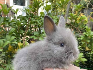 Lionhead rabbits - Advert 13