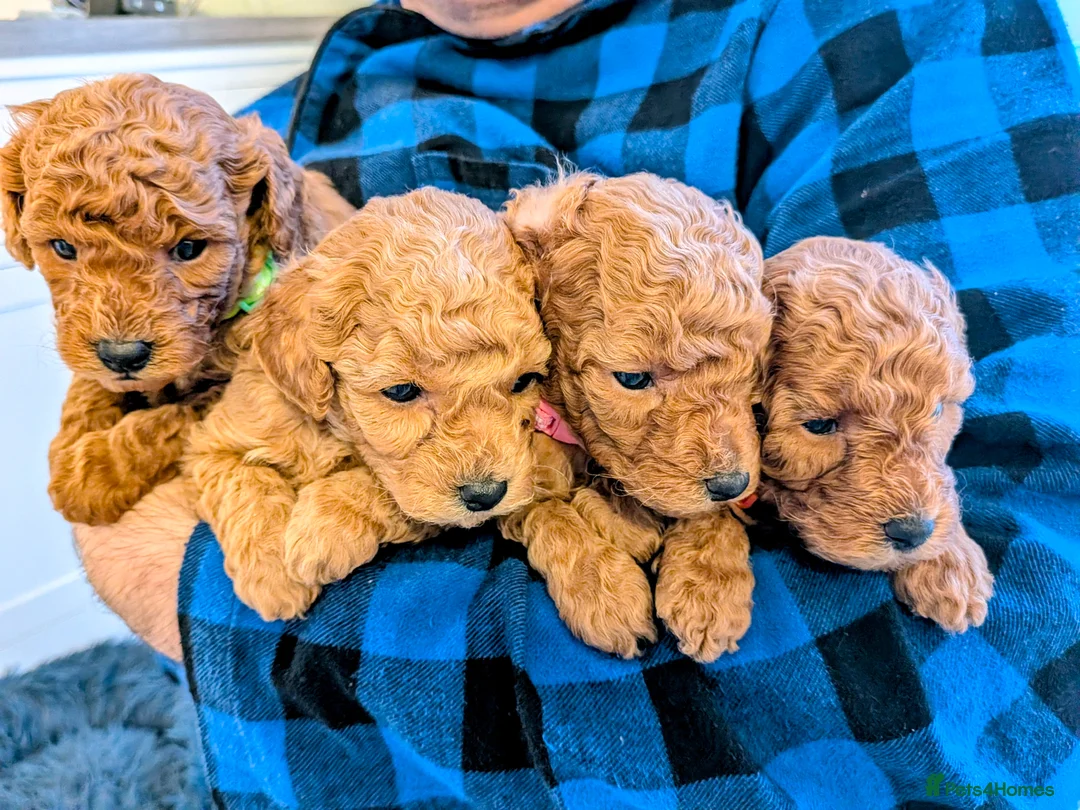 Toy Poodle dogs for sale: Stunning K.C Registered Red Toy Poodle Puppies - Advert 2