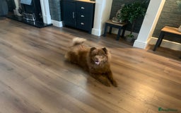 Chow Chow dogs for sale: Chocolate chow chow bitch 26 months old  - Image 3