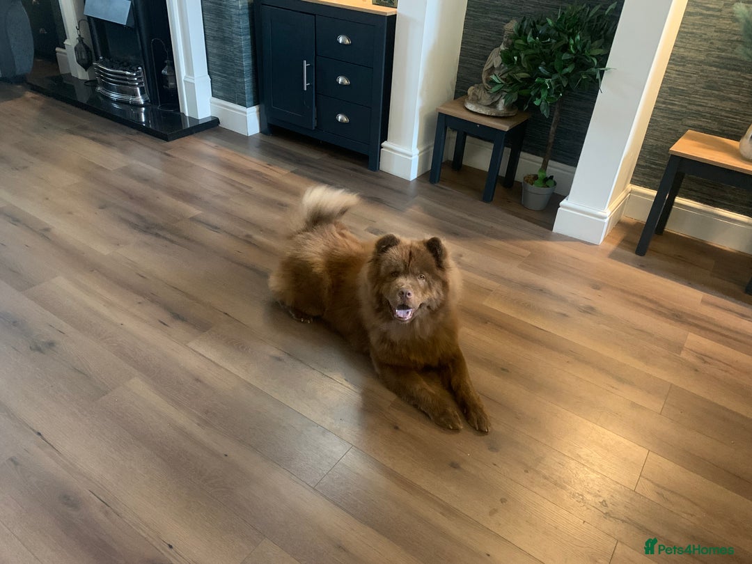 Chow Chow dogs for sale: Chocolate chow chow bitch 26 months old  - Image 3