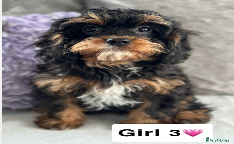 Cavapoo dogs - Advert 4