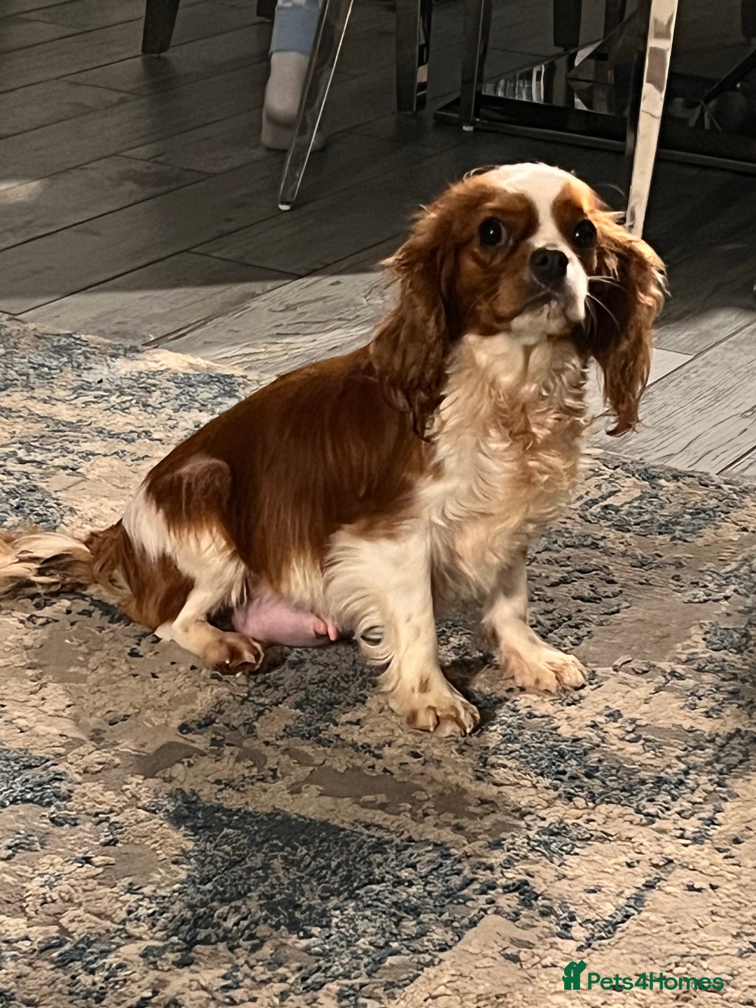 Cavalier King Charles Spaniel dogs for sale: Chocolate Kc reg cavalier King Charles - Advert 6