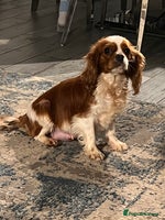 Cavalier King Charles Spaniel dogs - Advert 2