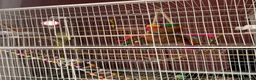 Ringnecks birds for sale:  ringneck  in Wolverhampton - Advert 4
