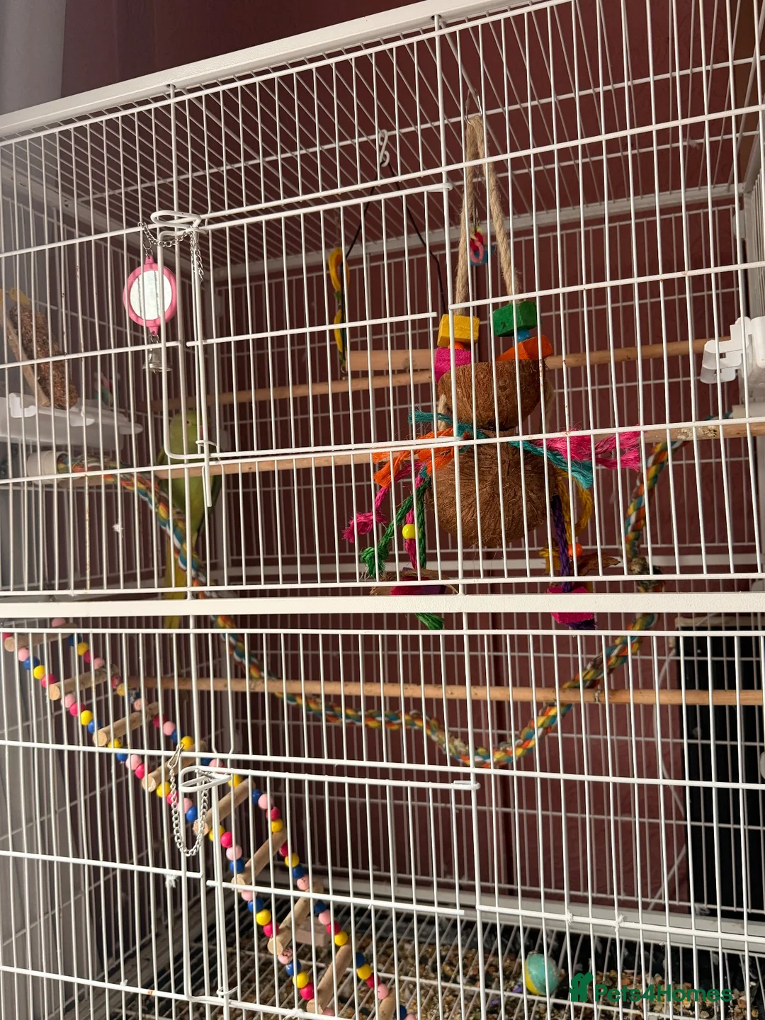 Ringnecks birds for sale:  ringneck  in Wolverhampton - Advert 4