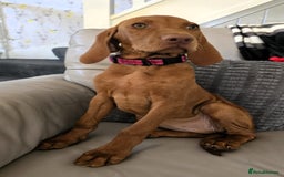 Hungarian Vizsla dogs for sale: Hungarian Vizsla Puppies - Image 7