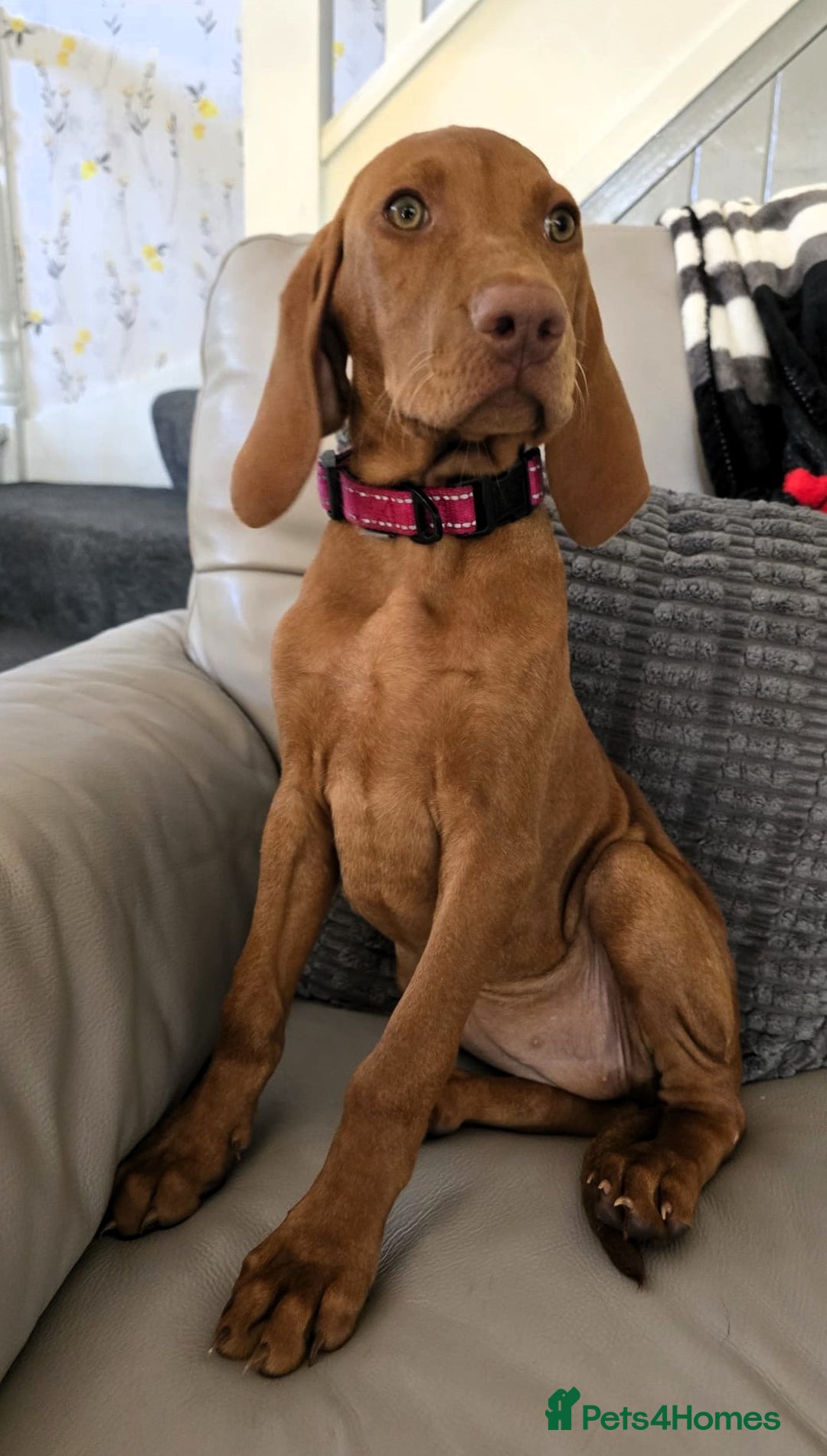 Hungarian Vizsla dogs for sale: Hungarian Vizsla Puppies - Image 7