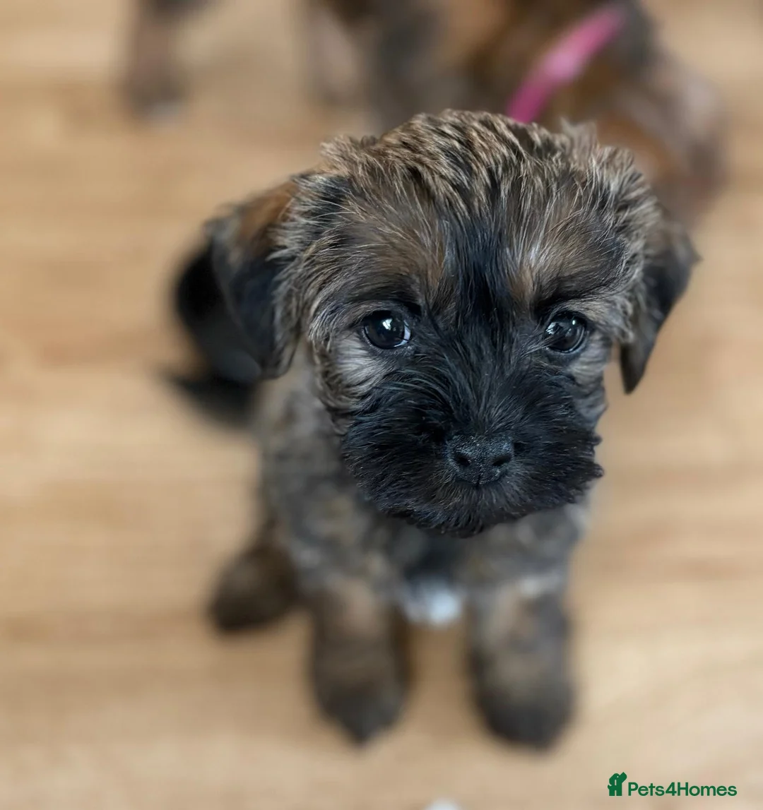 Mixed Breed dogs for sale: 🌟 Stunning Border Terrier x Shih Tzu Puppies - Advert 2