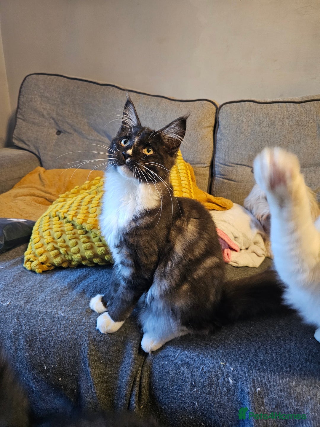 Maine Coon cats for sale: Black smoke and white maine coon  - Advert 3