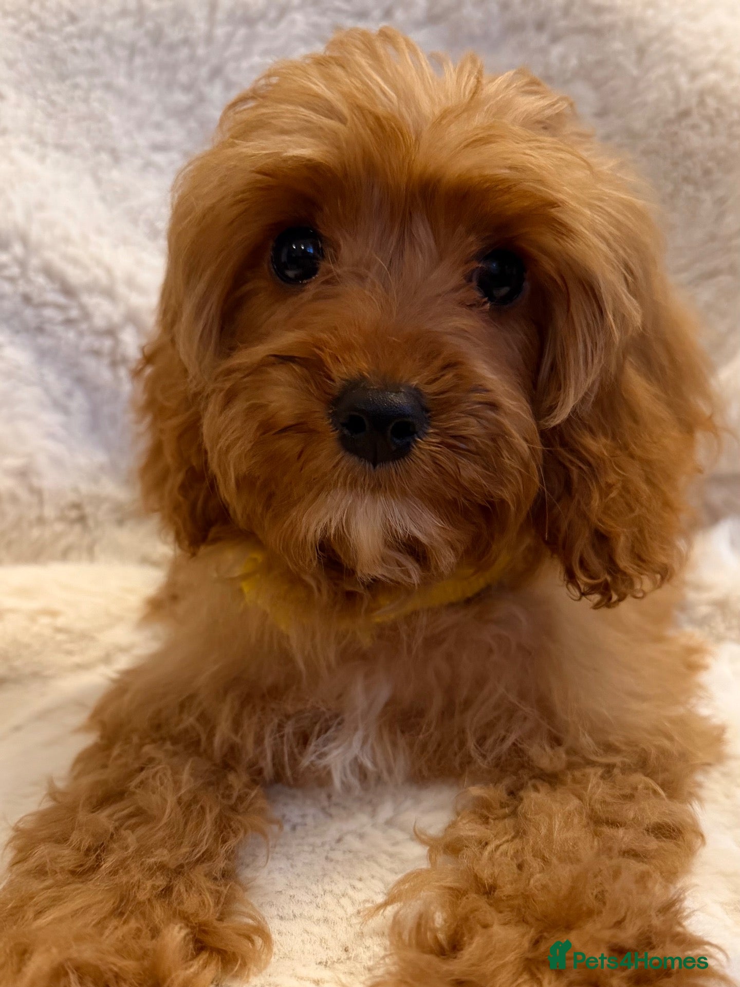 Cavapoo dogs Cavapoo Puppies - Advert 1